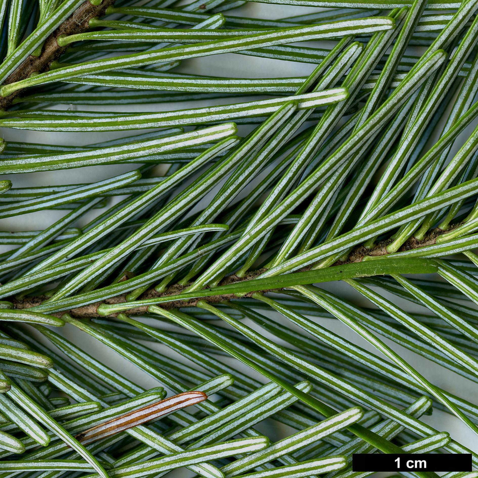 High resolution image: Family: Pinaceae - Genus: Abies - Taxon: sachalinensis 